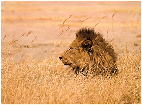 King of the Pride