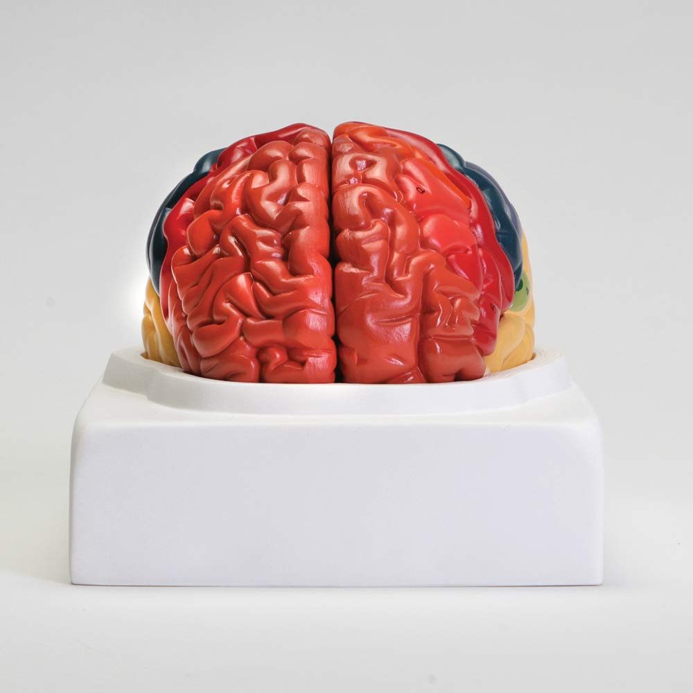 Altay Human Brain Model - Anatomically Accurate Brain Structure for Medical Study, Education & Science Classroom Display