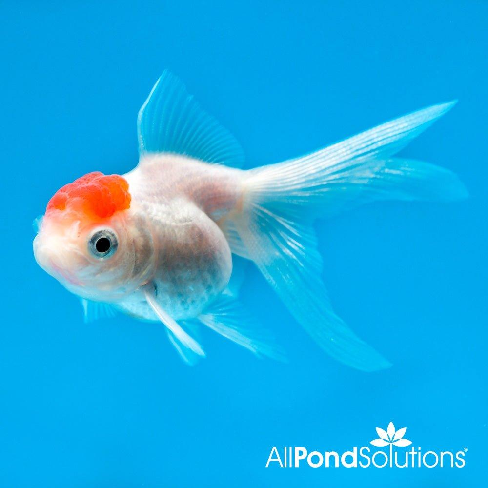 Premium Black Moor & Red Cap Oranda Goldfish for Cold Water Aquariums - Perfect for Home & Office Fish Tanks, Ponds, and Aquatic Displays