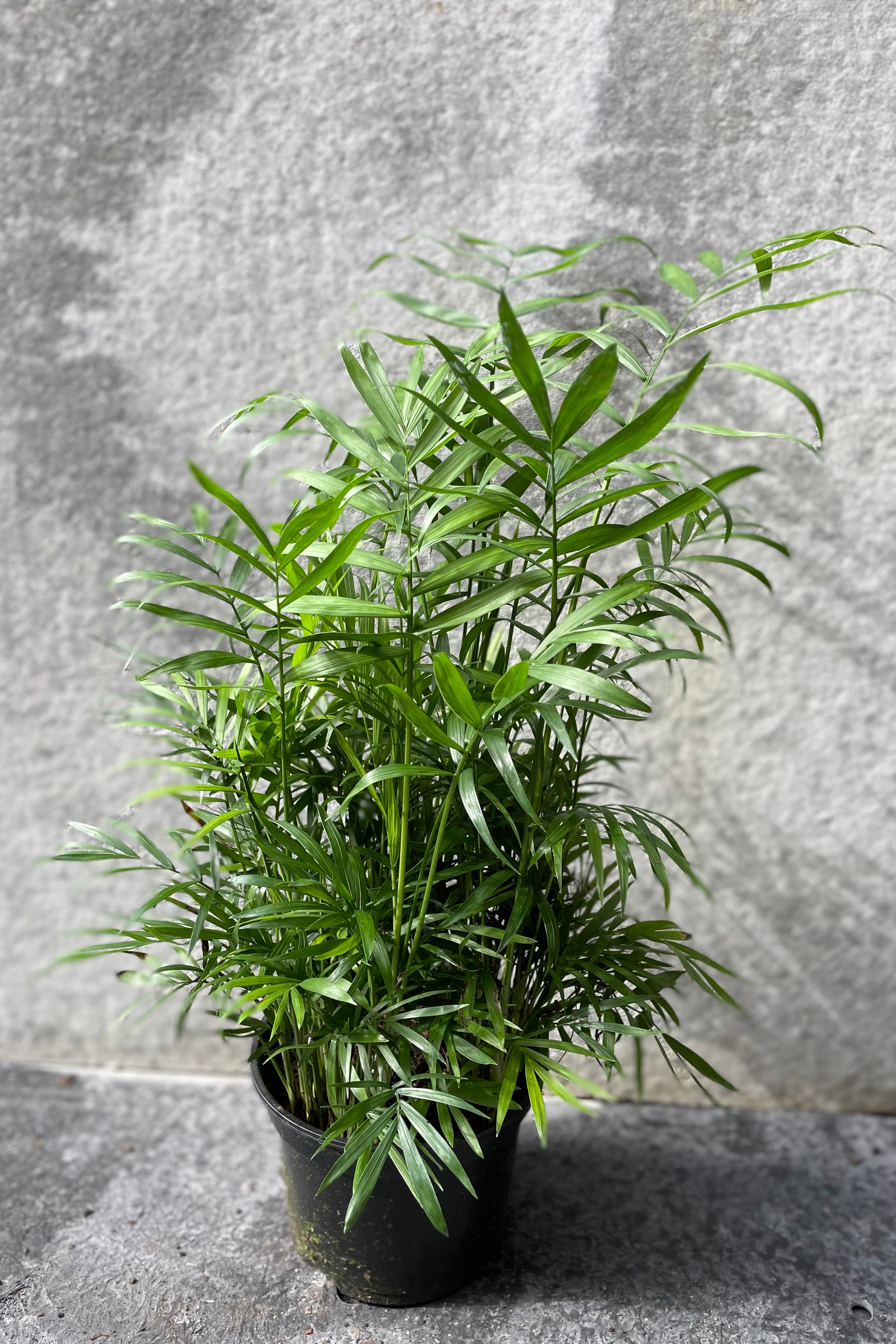 Chamaedorea Elegans Neanthe Bella Palm - 6 Inch Indoor House Plant for Home & Office Decor | Perfect for Living Room, Bedroom, or Desk