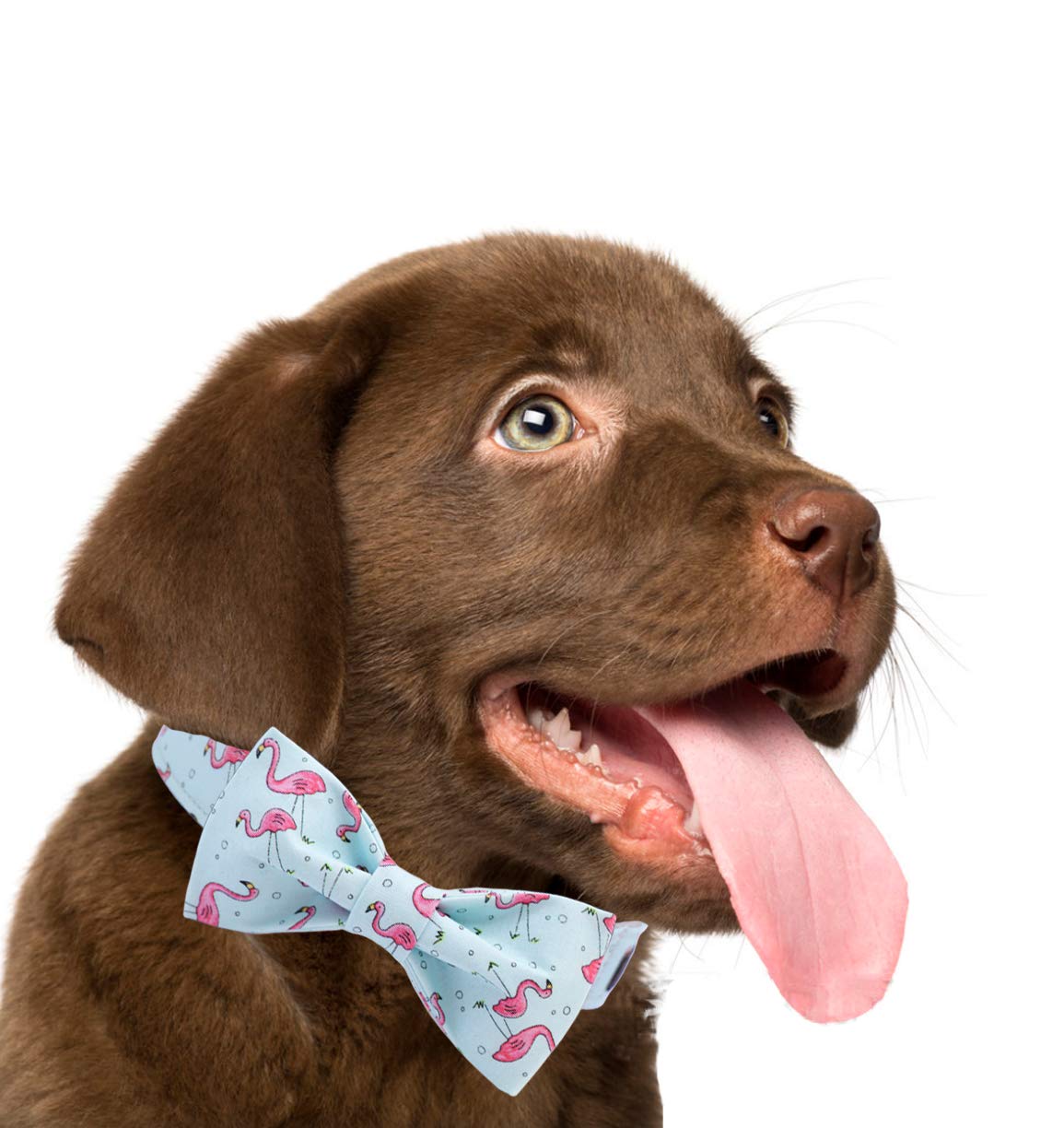 Adjustable Dog Collar with Stylish Bow Tie - Small, Medium & Large Sizes for Pets - Perfect for Weddings, Parties & Special Occasions