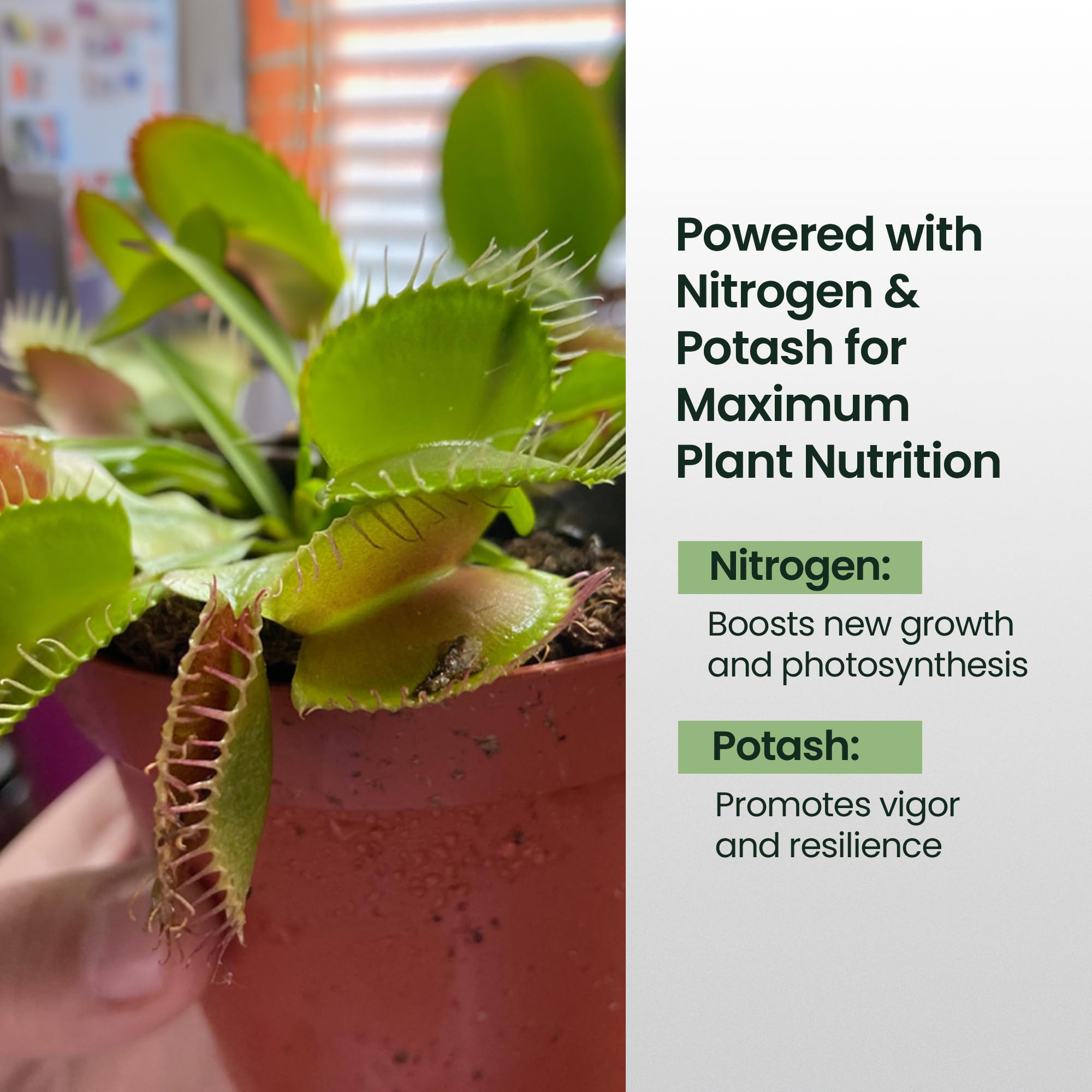 4oz Carnivorous Plant Food & Venus Fly Trap Fertilizer - Premium Liquid Plant Nutrients for Pitcher Plants, Sundews & Flytraps (Feeds 500+ Times) | Indoor & Outdoor Carnivorous Plant Care for Healthy Growth