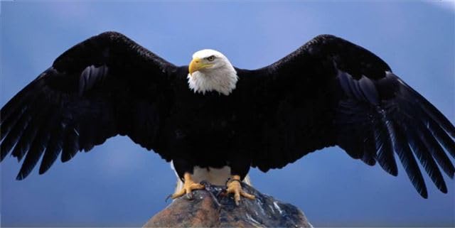 Custom Eagle Perched on Rock License Plate - Personalized Car Tag for Trucks & SUVs - Perfect for Outdoor Enthusiasts & Nature Lovers
