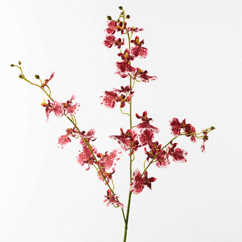 Beautiful Crimson Dancing Lady Orchids (Oncidium) - Perfect for Home Decor, Wedding Bouquets & Gift Giving
