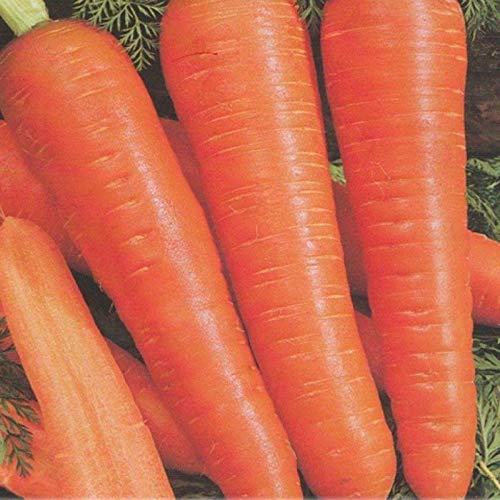 Organic Muscade Carrot Seeds - Non-GMO Heirloom Variety for Home Gardening (25 Seeds) | Perfect for Fresh Snacks, Salads & Juicing | Ideal for Kitchen Gardens, Urban Farming & Healthy Eating