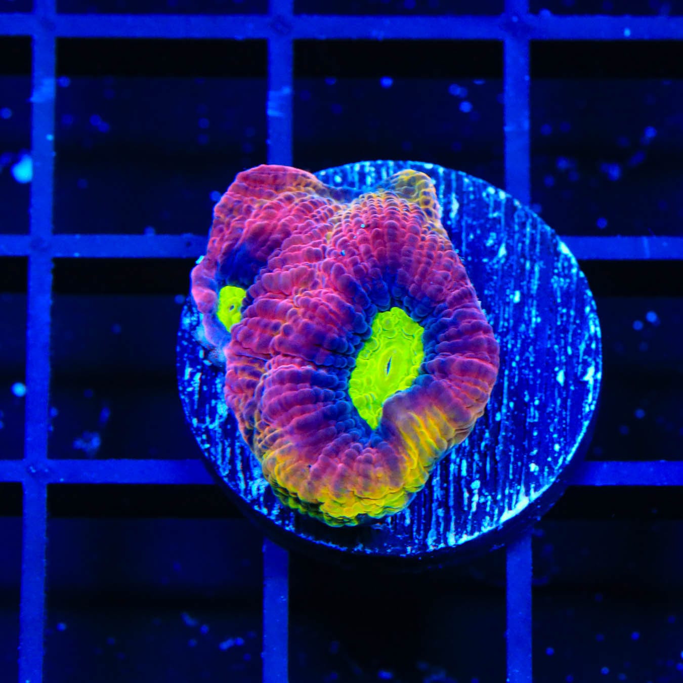 Premium Dragon Soul Favia Coral for Saltwater Aquariums - Vibrant Colors & Easy Care - Perfect for Reef Tanks & Marine Displays