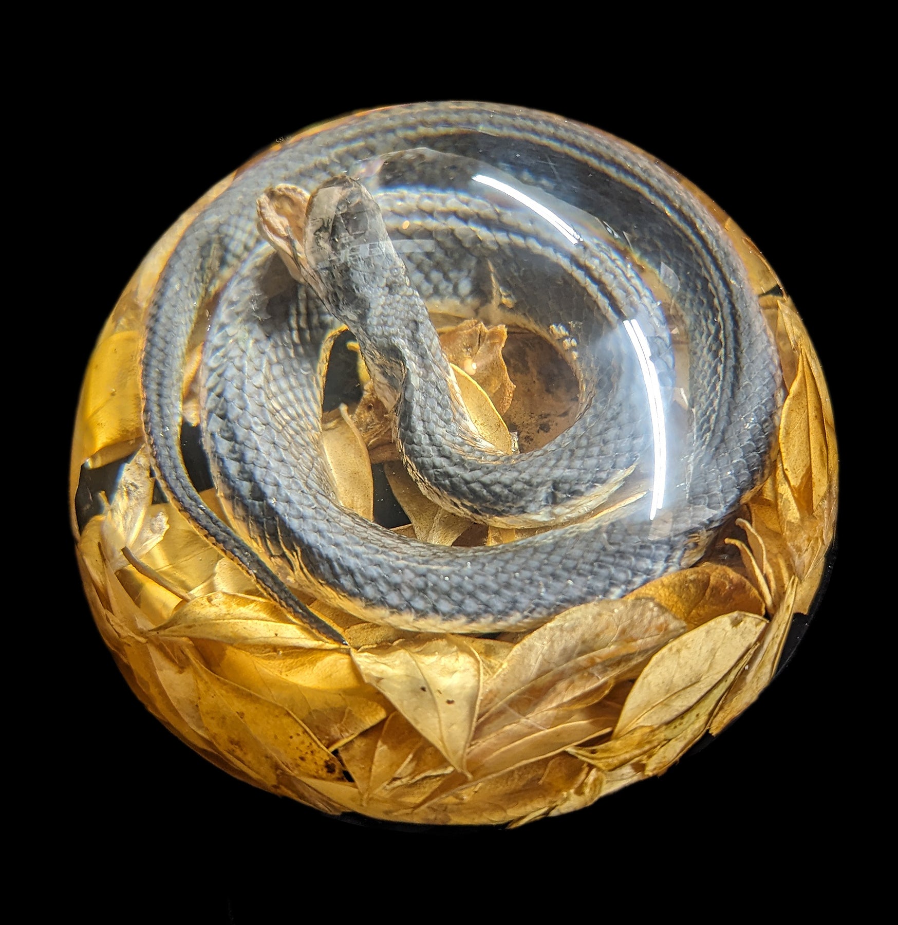Natural Snake Paperweight - Elegant Desk Organizer for Home & Office Decor - Perfect for Books, Documents & Stationery