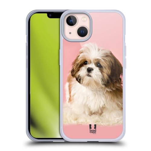 Shih Tzu Puppy