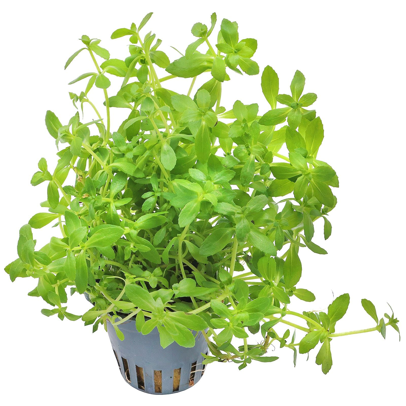 TCulture Limnophila Sp. Vietnam Aquatic Plant (Potted) - Perfect for Aquariums, Fish Tanks & Aquatic Landscaping