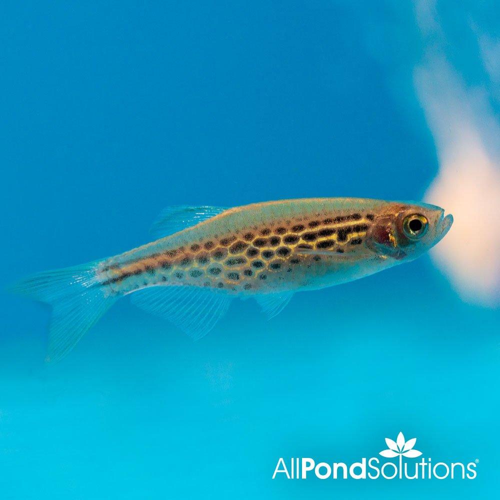 Spotted Fire Ring Danio (Brachydanio sp) - Vibrant Freshwater Aquarium Fish for Community Tanks & Planted Aquascapes