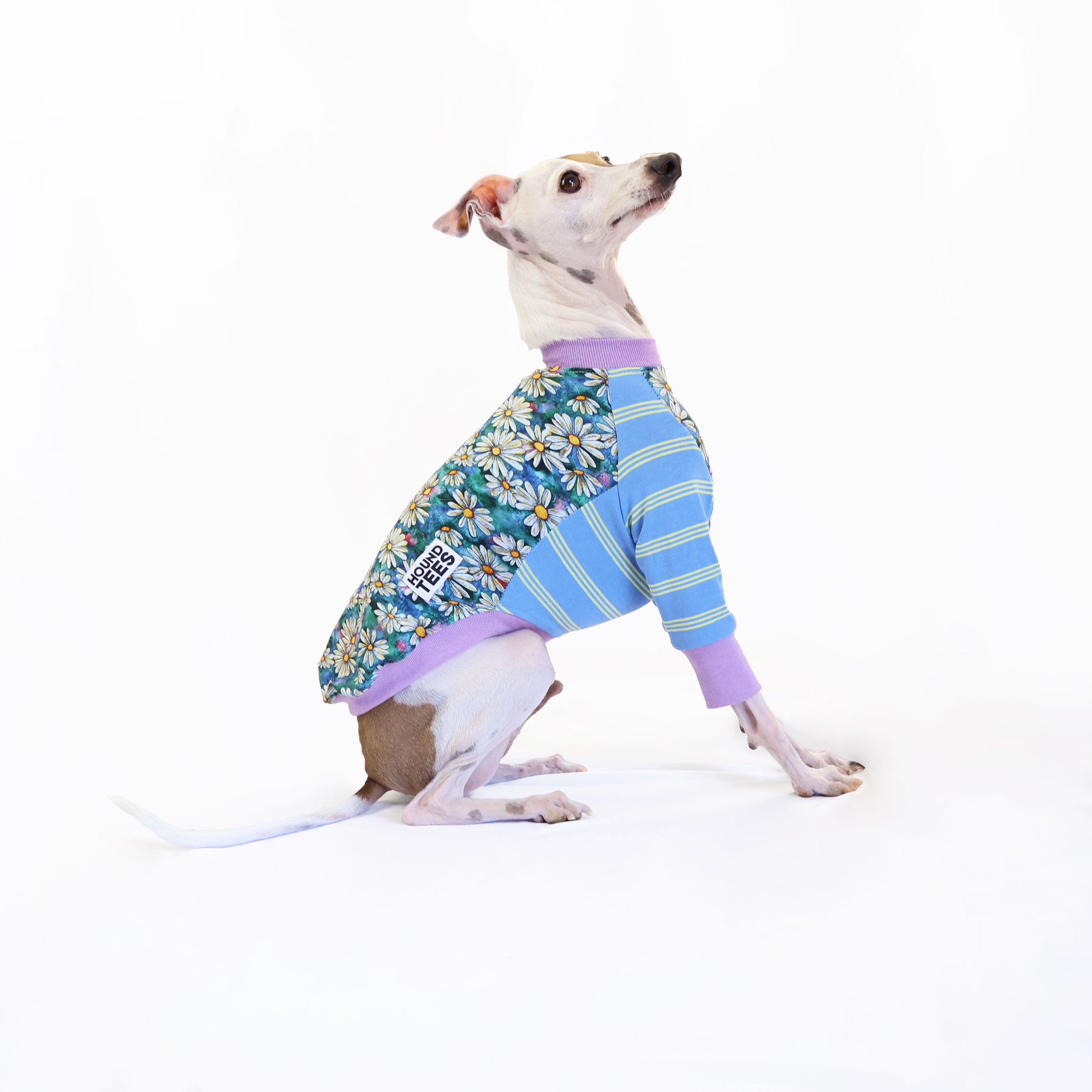 Whoopsie Daisy Italian Greyhound Long Sleeve T-Shirt - Comfortable Dog Lover Apparel for Casual Wear & Outdoor Activities