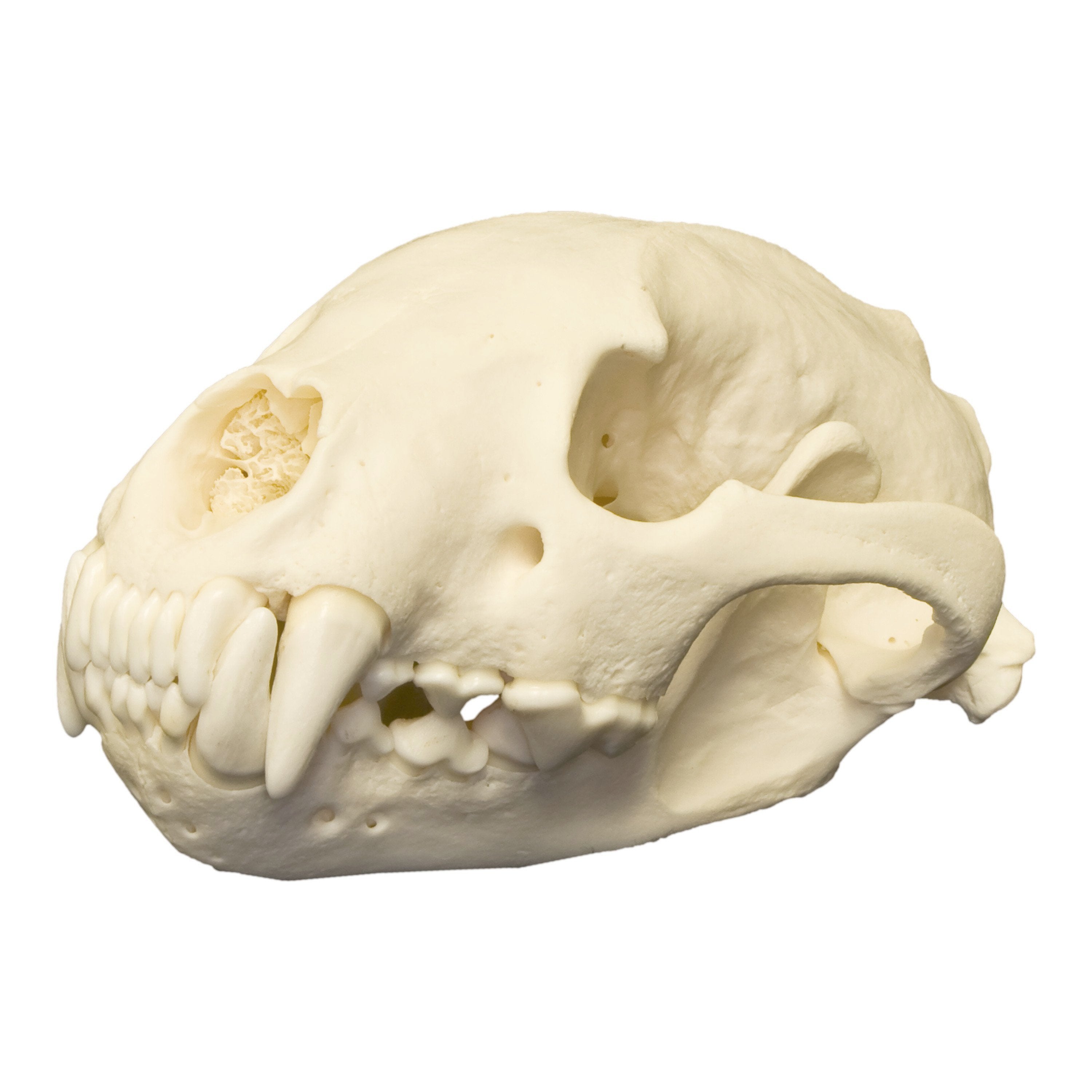 Authentic Wolverine Skull Replica - High-Quality Animal Skull for Taxidermy, Education & Home Decor | Perfect for Halloween, Gothic Displays & Science Classrooms