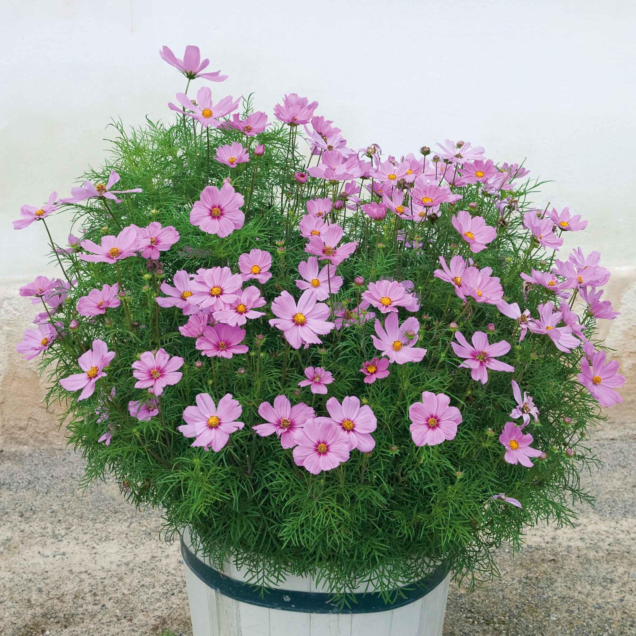Eden Brothers Dwarf Early Rose Cosmos Seeds - Non-GMO Flower Seeds for Planting, Low-Maintenance, Spring Planting | Zones 2-10 | Perfect for Gardens, Borders, and Cut Flower Arrangements