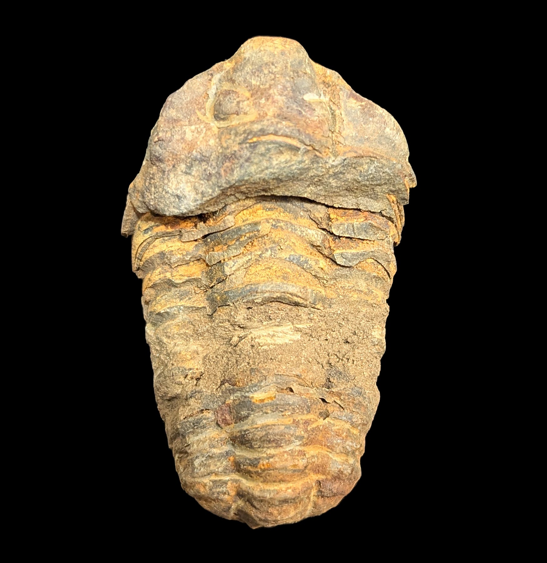 Authentic Trilobite Flexicalymene Fossil - Rare Prehistoric Marine Arthropod Specimen for Collectors, Education & Home Decor