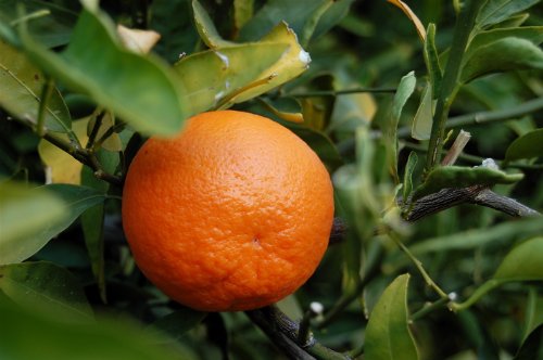Fresh Tangerines 3lb Bag - Sweet Citrus Fruit for Snacking, Juicing & Healthy Recipes - Perfect for Lunchboxes, Smoothies & Desserts