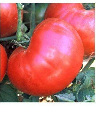 BmoreSpicy Ponderosa Pink Tomato 30 Seeds - Heirloom Beefsteak Tomato Seeds, Non-GMO, Large Healthy Fruit - Perfect for Home Gardening, Organic Farming & Fresh Salads