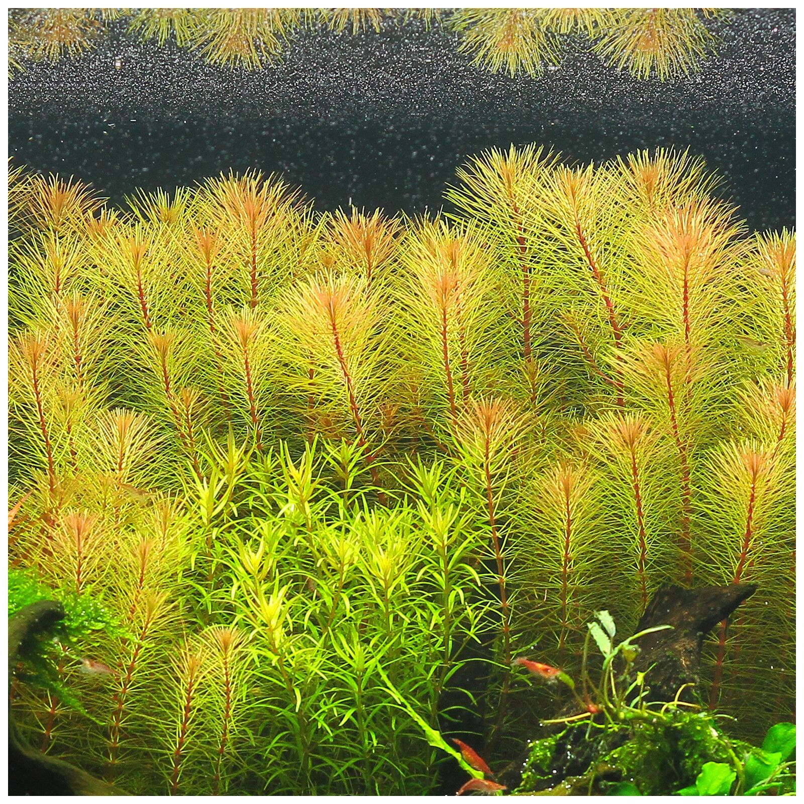 TCulture Rotala Bossii Live Aquarium Plant (Pot) - Perfect for Freshwater Fish Tanks, Aquascaping & Planted Aquariums