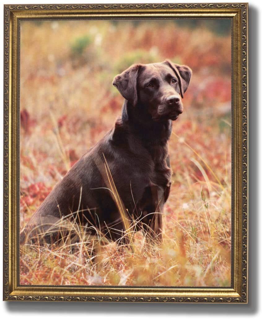 8x10 Inch Gold Framed Chocolate Lab Puppy Dog Wall Art Print - Perfect for Kids' Room Decor, Nursery, Playroom & Animal Lover Gifts