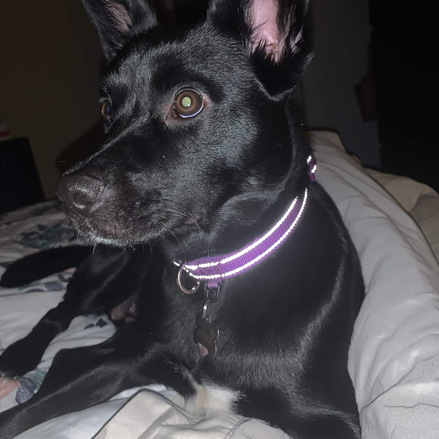 Reflective Nylon Dog Collar with Breathable Neoprene Padding - Adjustable Small Dog Collar (9.8