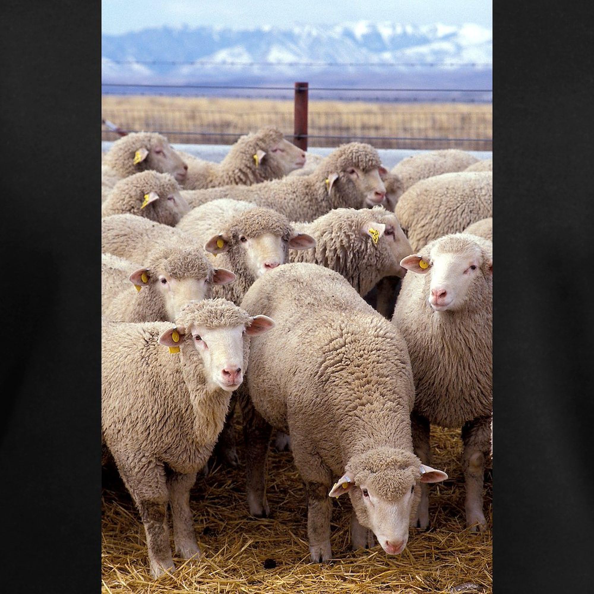 Women's Cotton V-Neck T-Shirt - Sheep Herd Graphic Tee by CafePress | Soft Casual Shirt for Everyday Wear, Weekend Outfits & Gift Giving