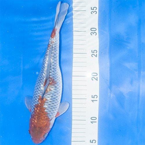 Premium Hand-Selected Koi Fish for Sale - Vibrant Colors & Healthy Pond Fish for Outdoor Water Gardens & Koi Ponds