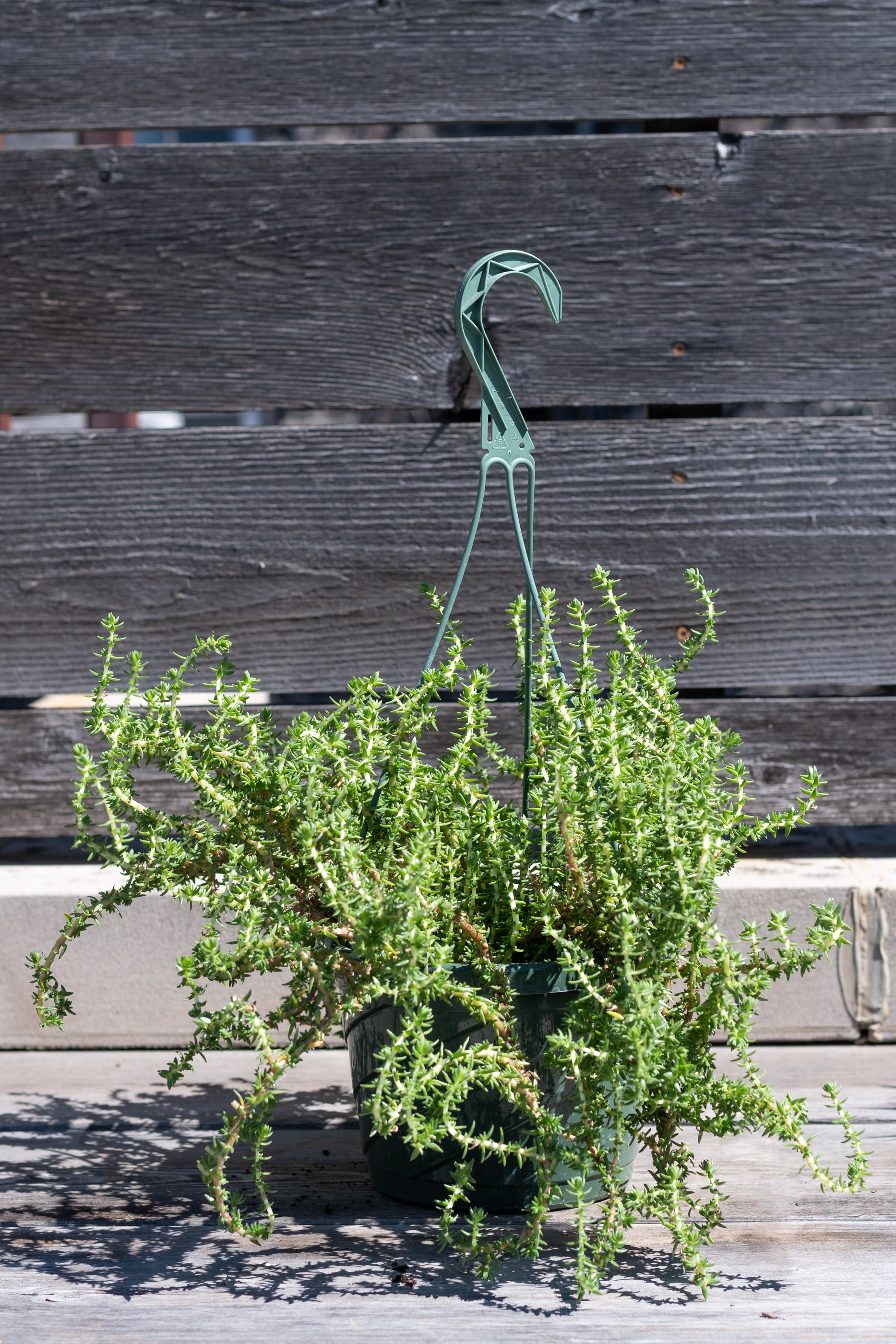 Crassula Peploides Succulent Plant - 8
