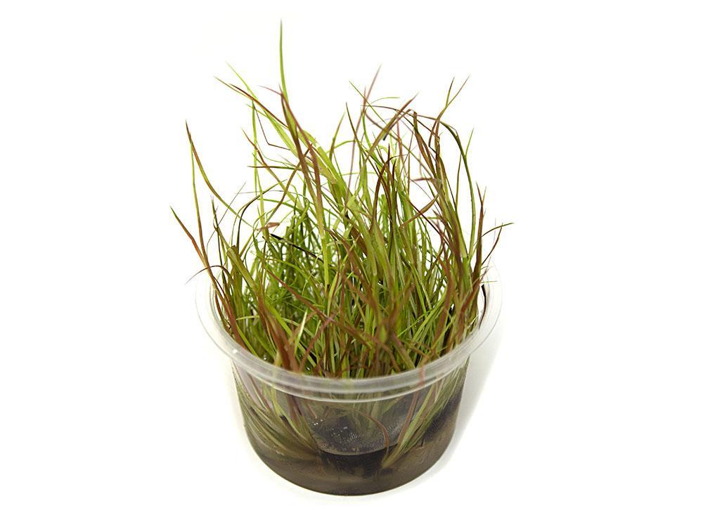 TCulture Juncus Repens Live Aquarium Plant (TC Cup) - Perfect for Freshwater Fish Tanks, Aquascaping & Shrimp Habitats