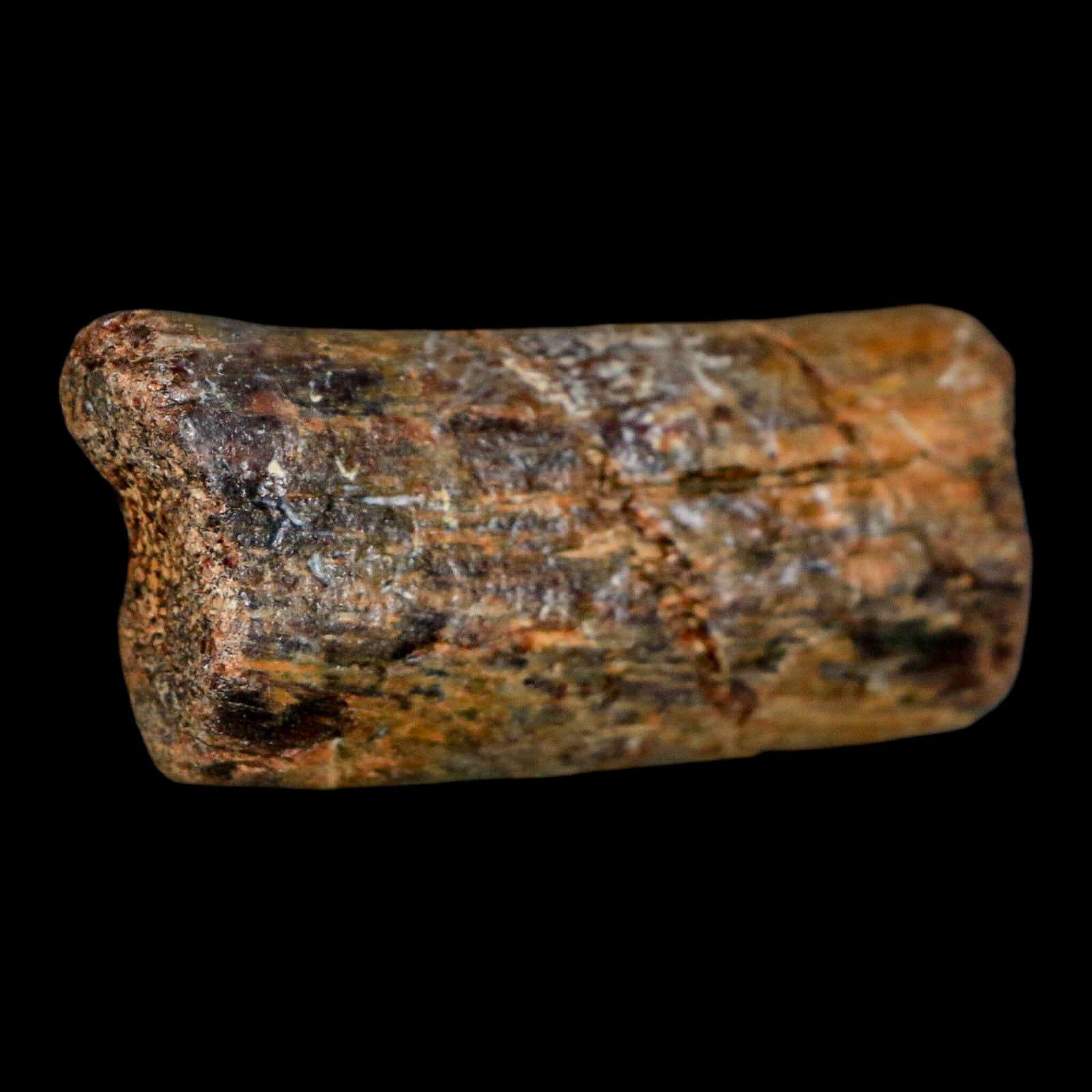 2 Authentic Mosasaur Fossil Rib Section - Cretaceous Dinosaur Era Fossil from Texas Ozan Formation with COA | Rare Prehistoric Marine Reptile Specimen for Fossil Collectors, Museum Displays & Educational Purposes