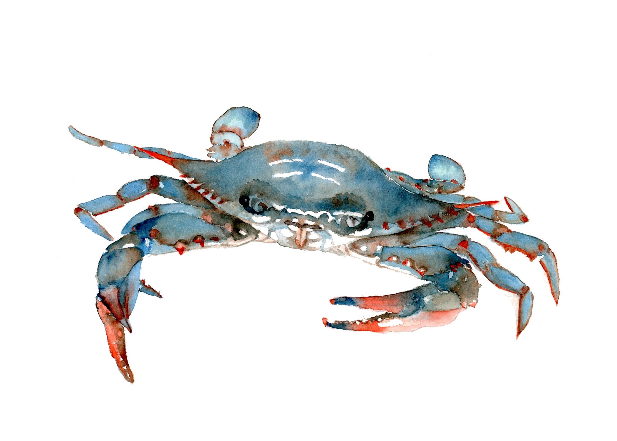 Crabby Crab Print by Bonnie Miller - Coastal Beach Themed Wall Art for Bathroom, Kitchen & Nautical Home Decor