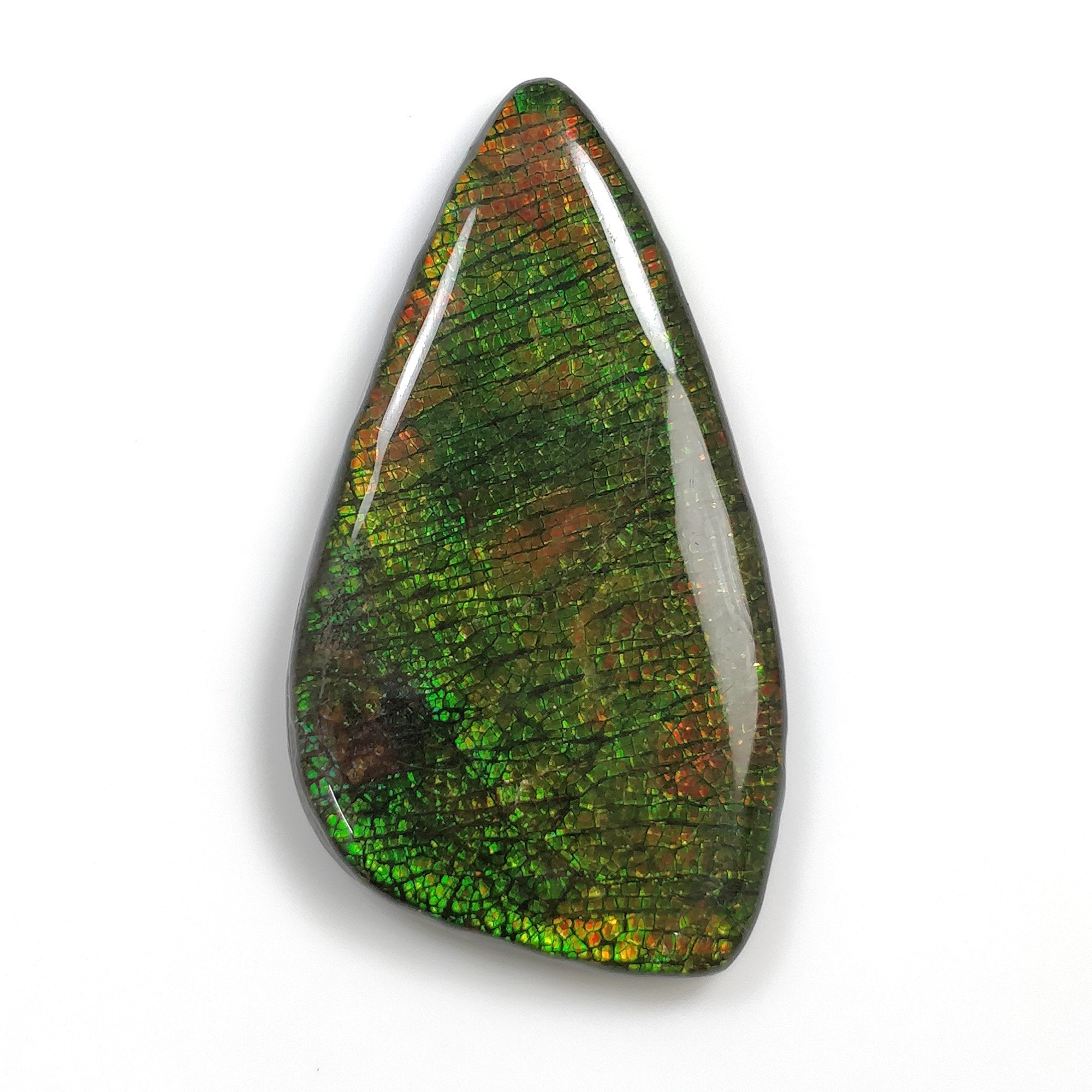 Natural Ammolite Gemstone Cabochon - 105.45cts Bi-Color Fossilized Shell Cabochon 59x32mm (Video Included) | Jewelry Making, Collectibles & Healing Crystals