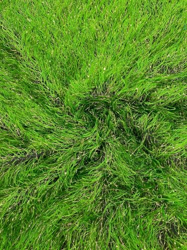 Gross Green/Black