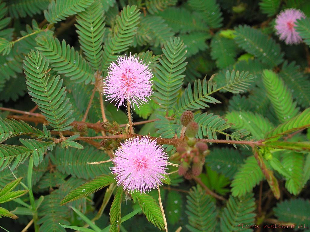 Mimosa Pudica Sensitive Plant Starter Kit - 10 Live Plants for Home & Garden Decor, Science Experiments, and Educational Projects
