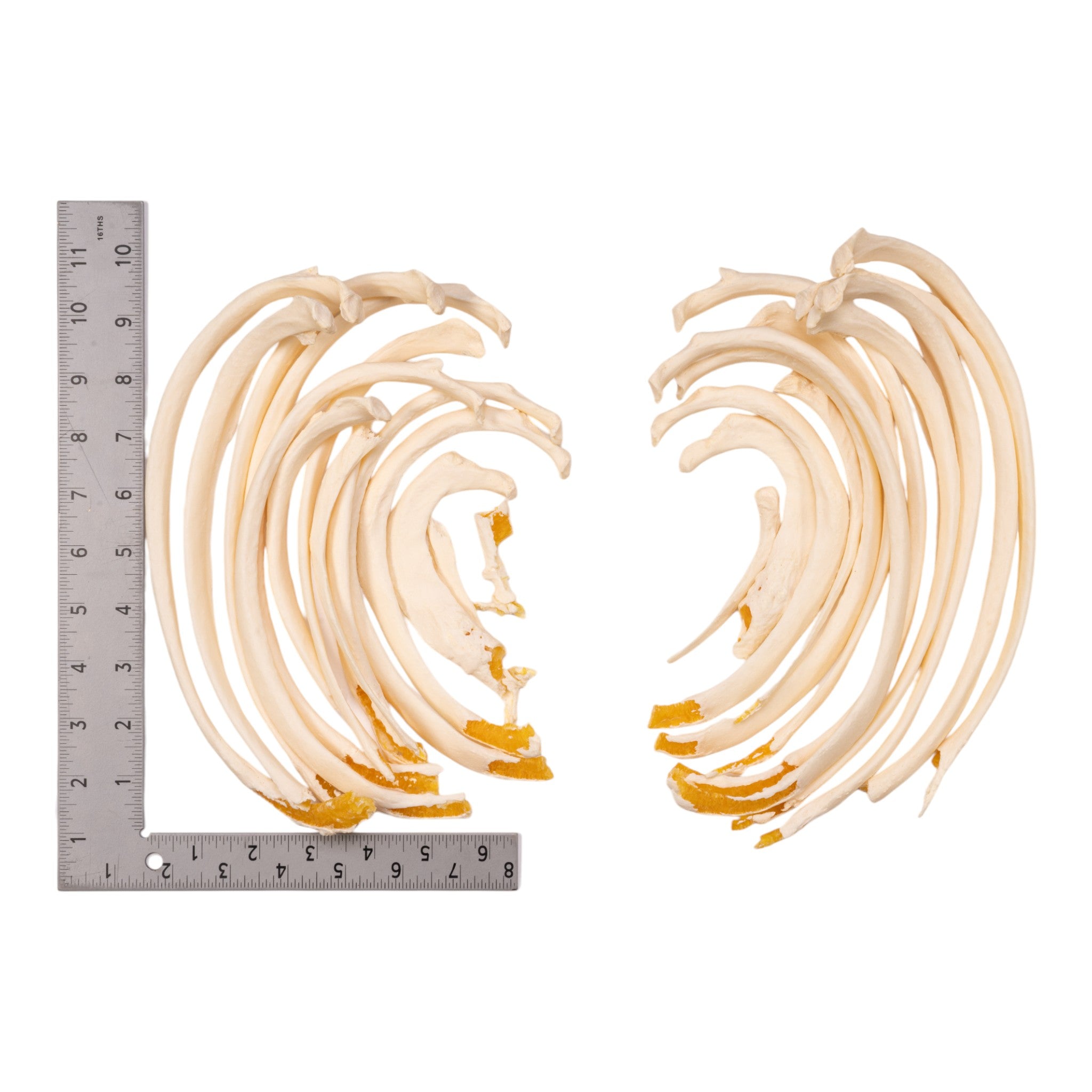 Premium Human Ribs Anatomy Model - Set of 24 for Medical Education & Research | Ideal for Classroom, Lab & Medical Training