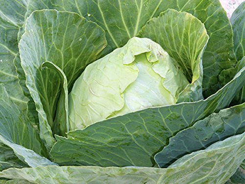 Seed Kingdom Early Jersey Wakefield Cabbage Heirloom Seeds - 16,000 Bulk Non-GMO Vegetable Seeds for Home Gardening, Farming & Sustainable Agriculture