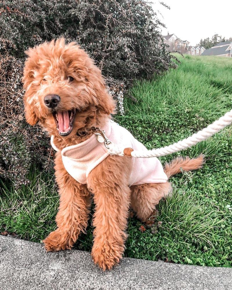 Gooby Fleece Vest Dog Sweater - Peach, Medium - Warm Pullover Fleece Dog Jacket with O-Ring Leash - Winter Small Dog Coat for Cold Weather - Perfect for Small Dogs Boy or Girl - Ideal for Outdoor Walks, Park Visits, and Winter Adventures