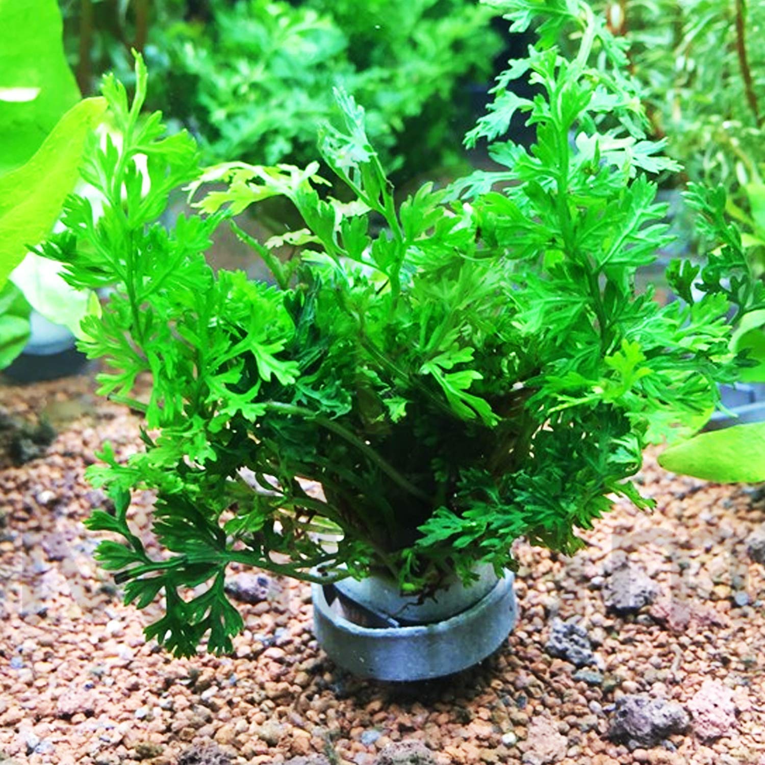 Mini Bolbitis Clump (Bolbitis Heteroclita Difformis) - Live Aquarium Plant for Java Fern - Perfect for Fish Tanks, Aquascaping & Natural Aquatic Decor