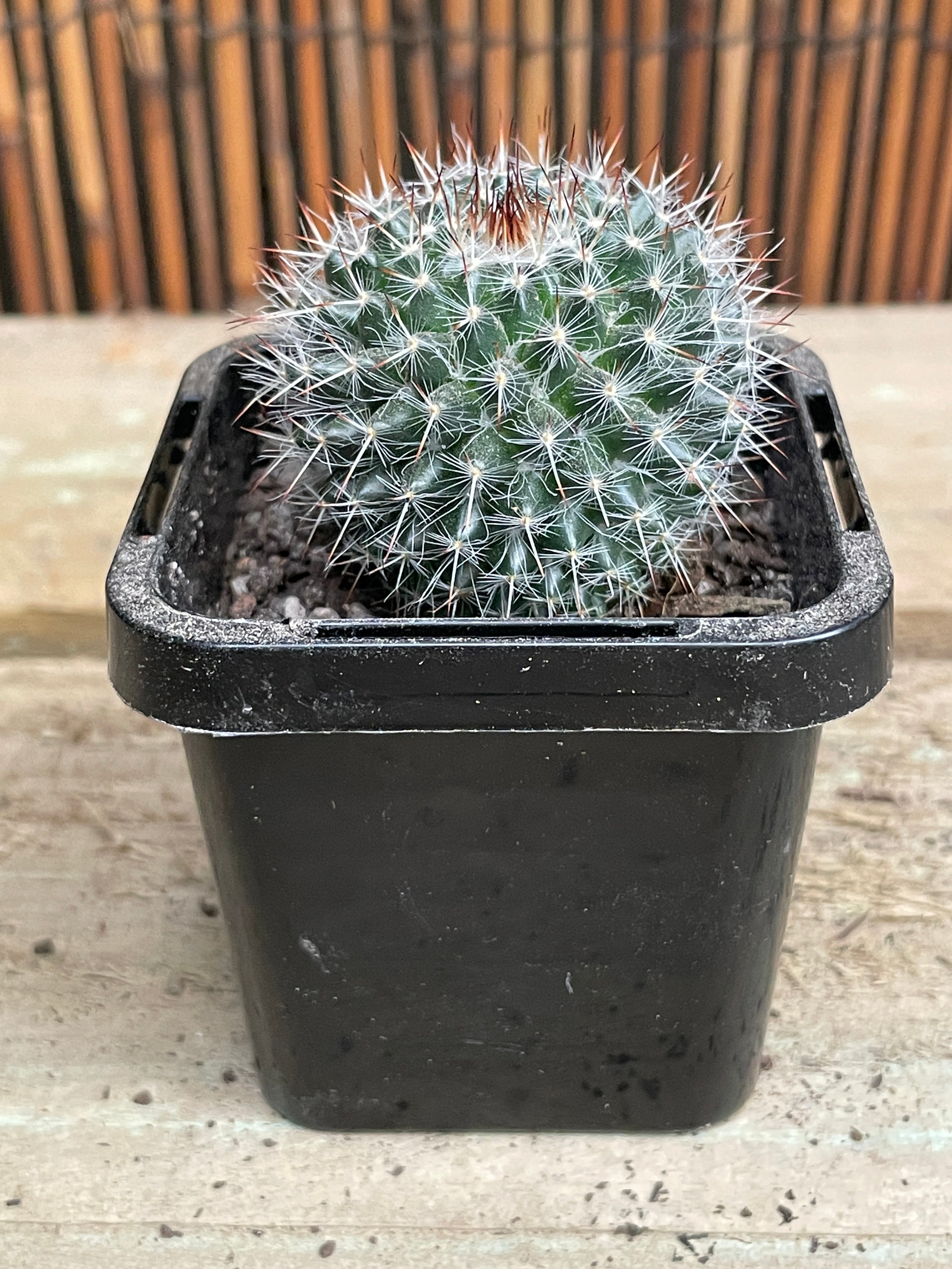 Mammaria Hahniana 'Old Lady Cactus' - Live Succulent Plant for Home & Office Decor, Perfect for Windowsills, Desks, and Gift Giving