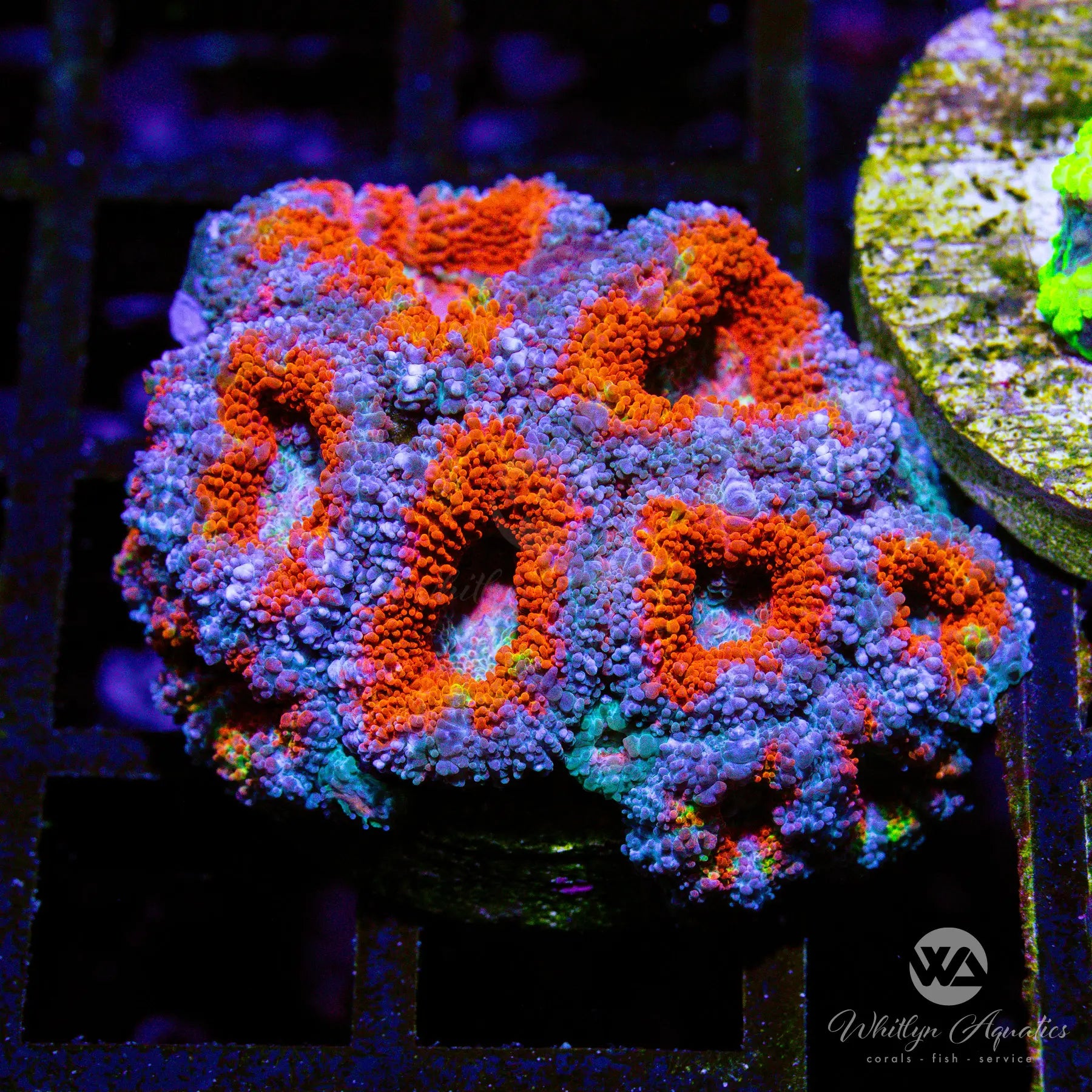Superman Acan Coral (A26) - WYSIWYG Live Coral for Saltwater Aquariums | Perfect for Reef Tanks & Coral Displays