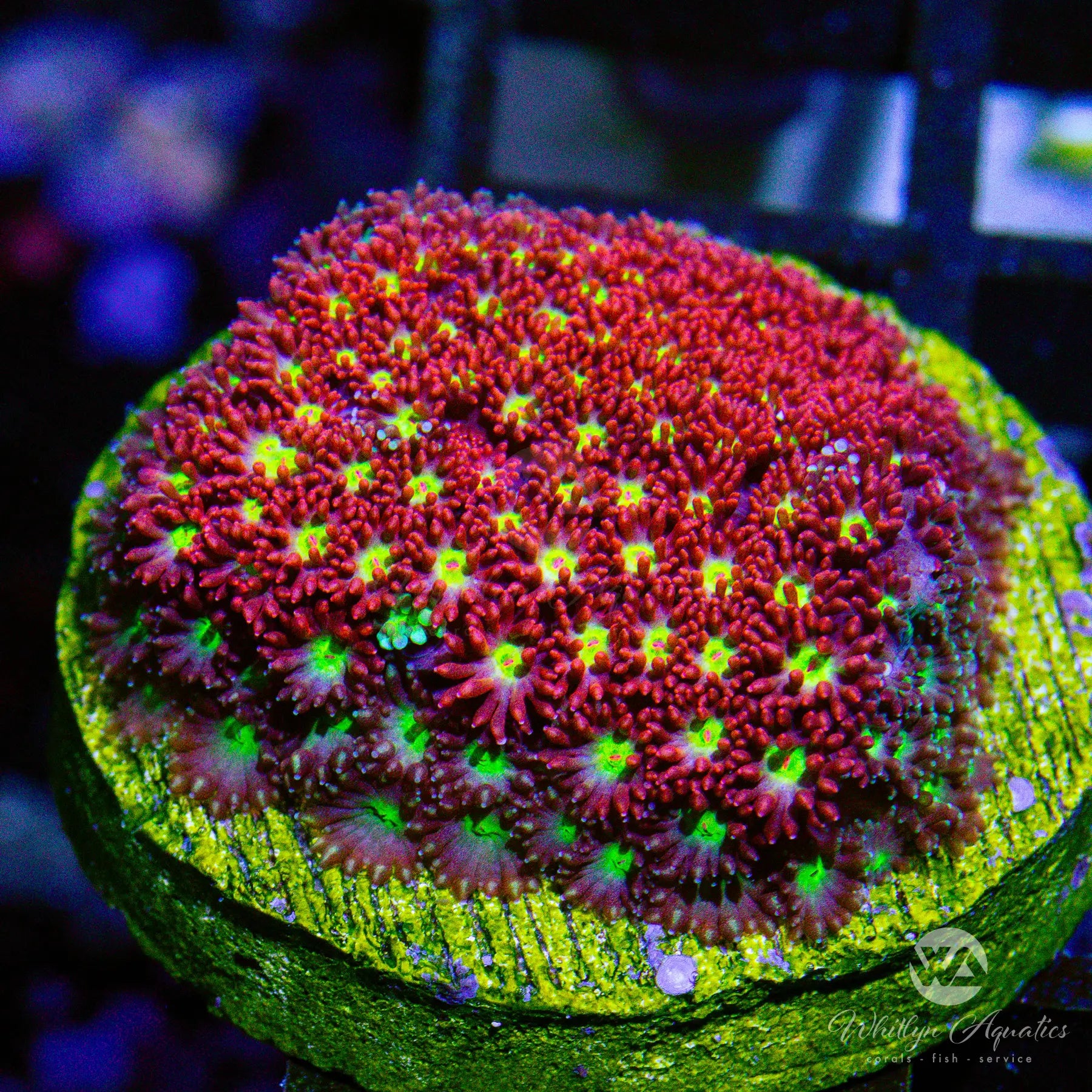 D02 WA Magmar Bernardpora WYSIWYG Coral for Saltwater Aquarium - Perfect for Reef Tanks & Marine Aquascaping
