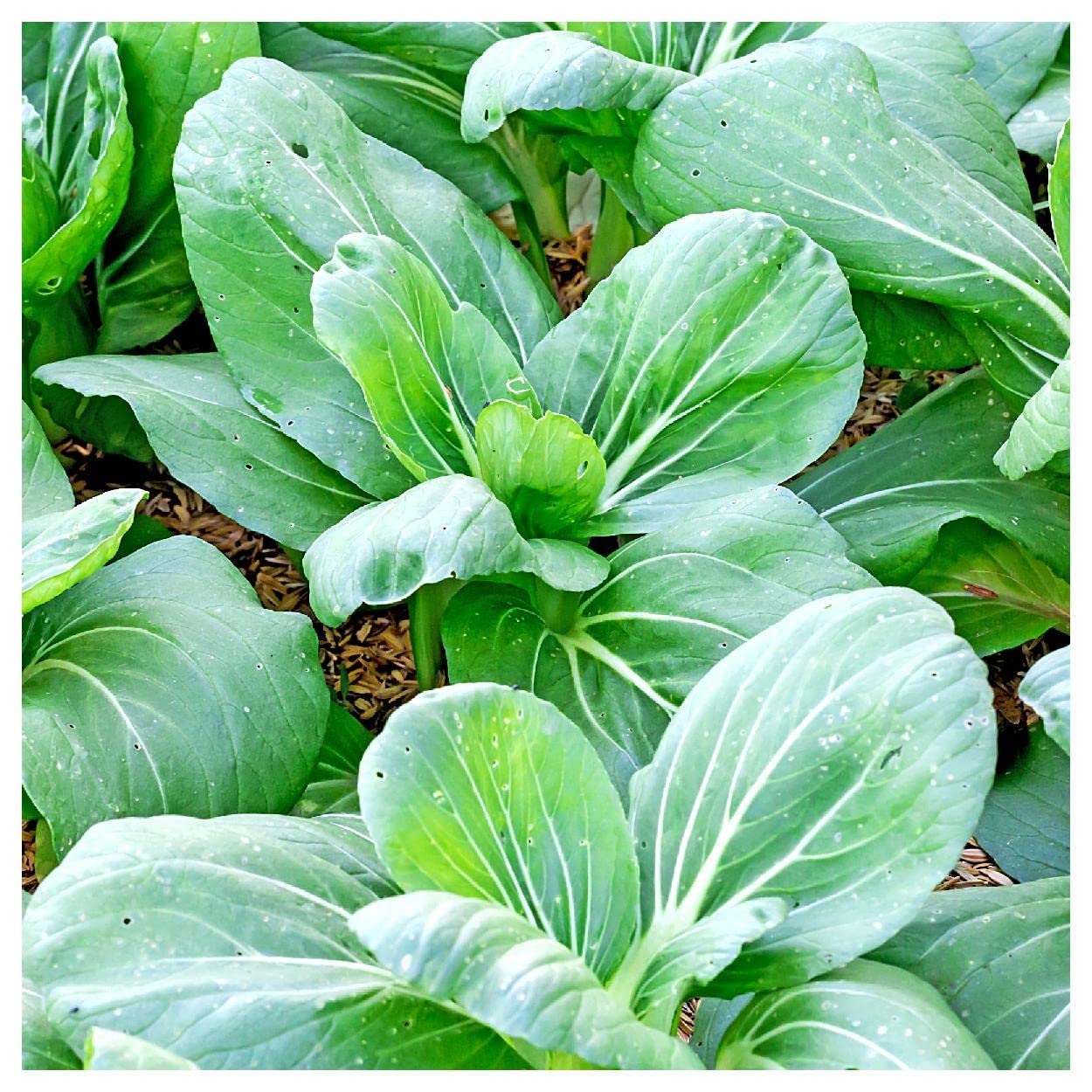 500 Canton Pak Choi Chinese Cabbage Seeds - Non-GMO Heirloom Vegetable Seeds for Home Garden - Perfect for Stir Fry, Soups & Asian Cooking - Everwilde Farms Gold Vault Jumbo Seed Packet