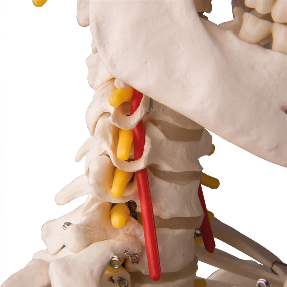 Fred Flexible Skeleton Model with Pelvic Stand - Anatomical Science Display for Medical Education, Halloween Decor & Office Decoration