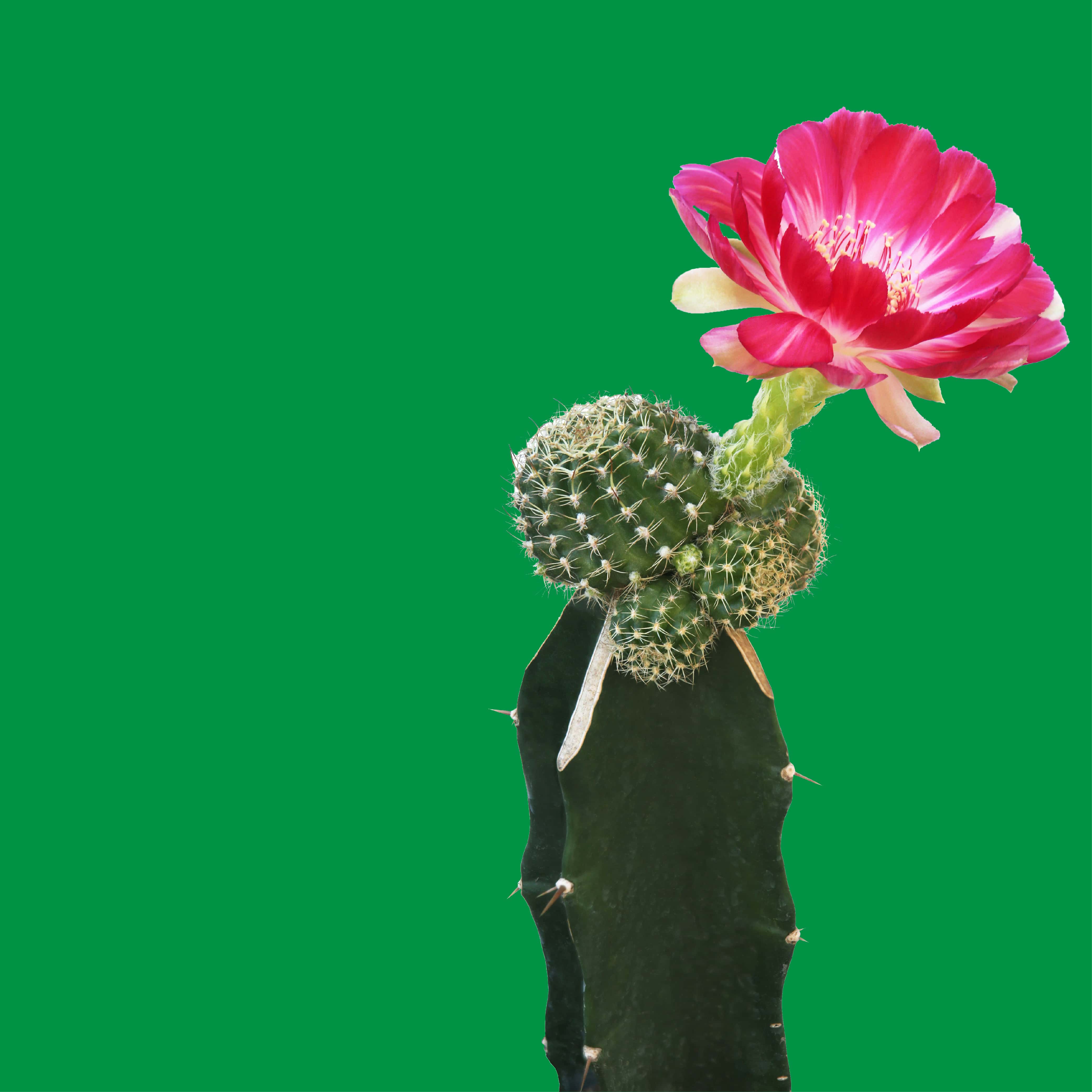 NO. 1105 Cactus Blossom Fragrance Oil for Cold Air Diffusers - Bath & Body Works Inspired Scent - Perfect for Home, Office & Spa Relaxation