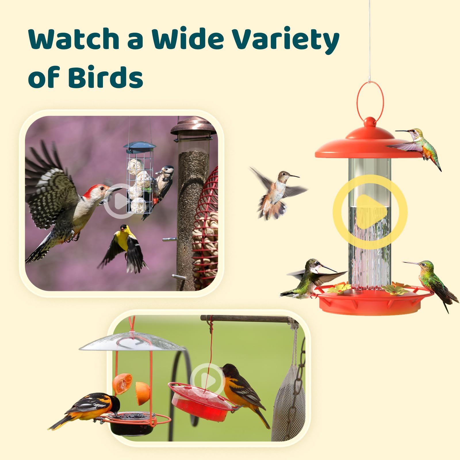 NETVUE by Birdfy Smart Bird Feeder Camera with AI - Auto Bird Video Capture, 6000+ Species Identification, Adjustable Brackets & Instant Notifications - Perfect for Backyard Bird Watching & Wildlife Monitoring