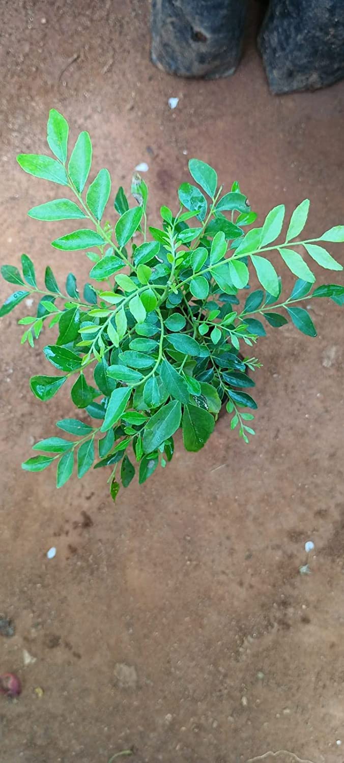 Curry Leaves Plant (Murraya Koenigii) - Live Herb Plant for Cooking, Ayurveda & Home Gardening | Fresh Curry Patta, Karee Patte, Kariveppilai | Perfect for Indian Cuisine, Herbal Remedies & Organic Gardens