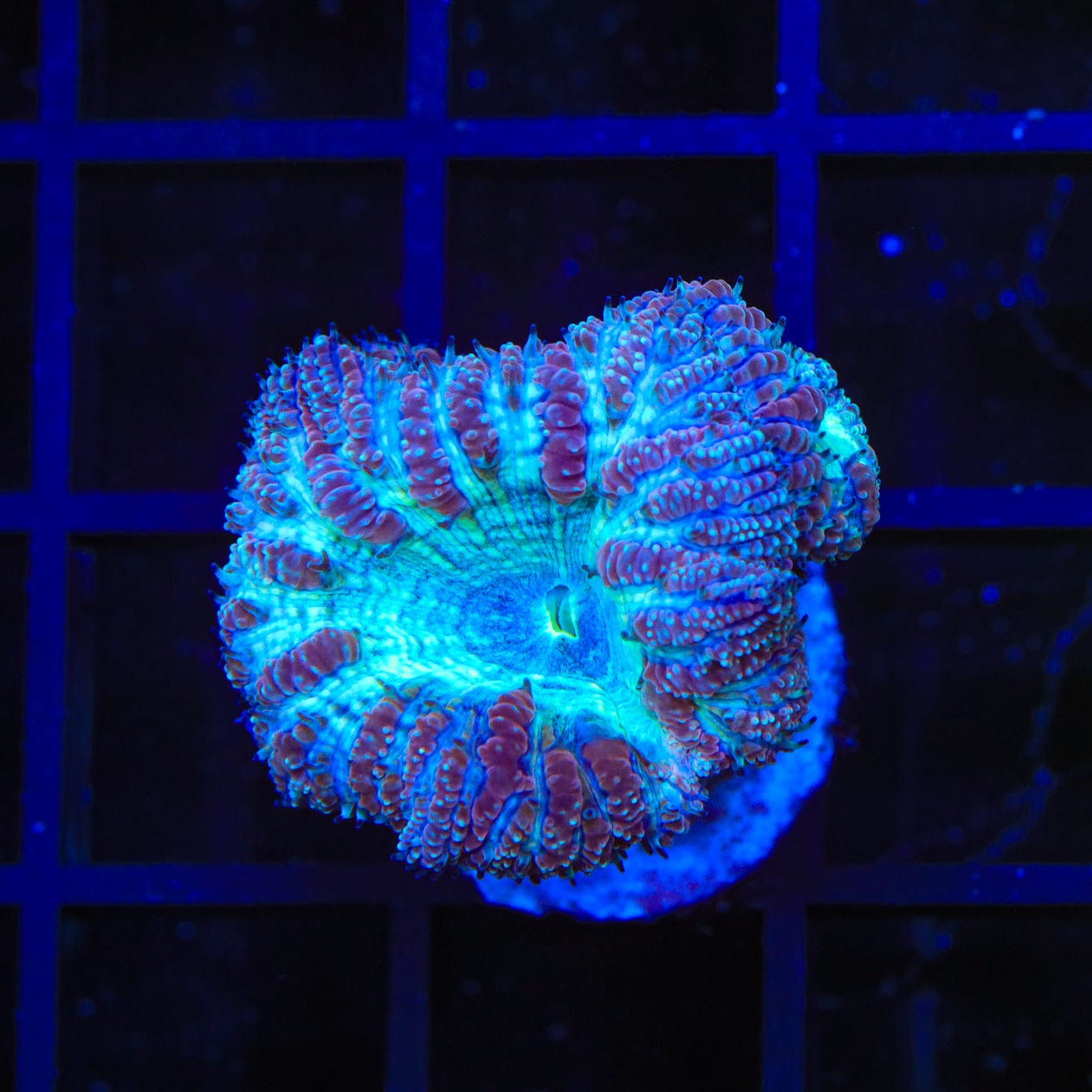 Premium Blue Raspberry Blastomussa Coral for Saltwater Aquariums - Vibrant Coral for Reef Tanks & Marine Displays