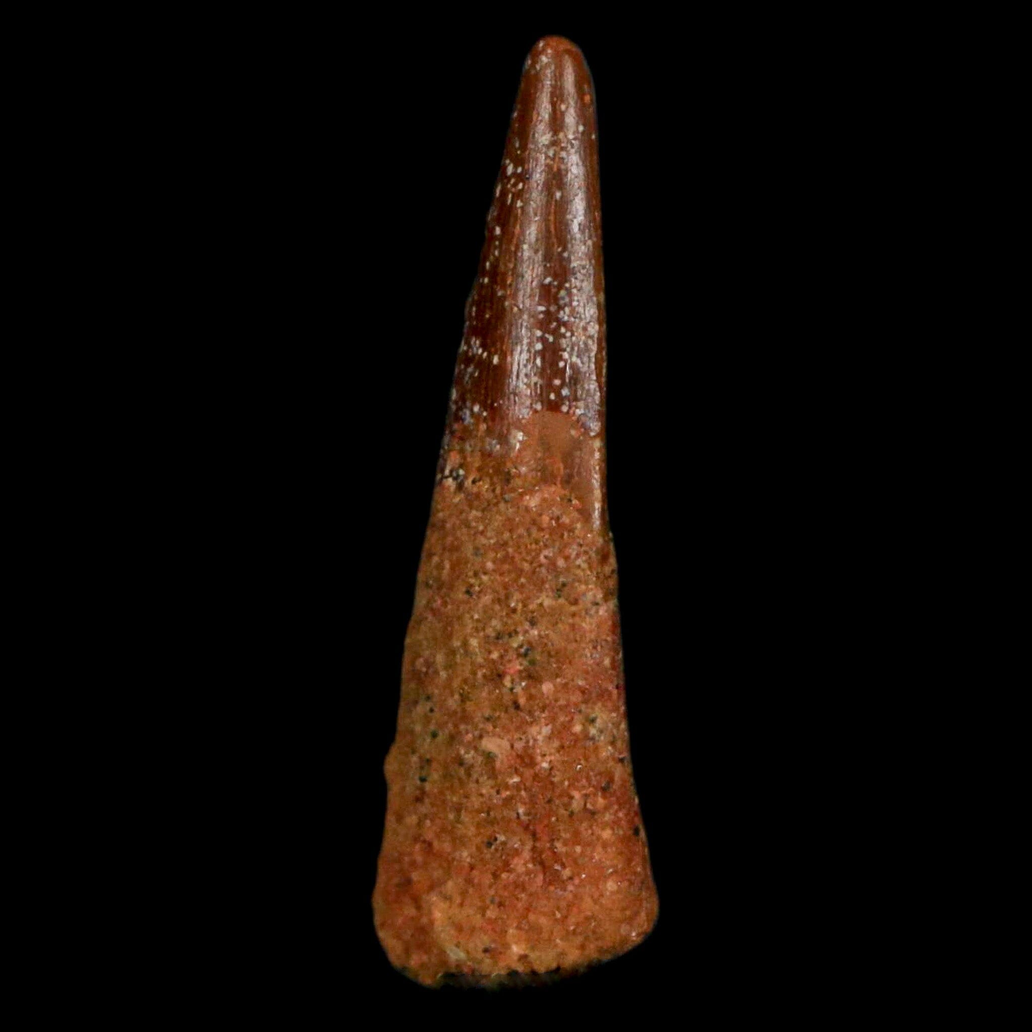Authentic Pterosaur Coloborhynchus Fossil Tooth - Upper Cretaceous Period - Morocco - Includes COA - Perfect for Paleontology Collections & Museum Displays