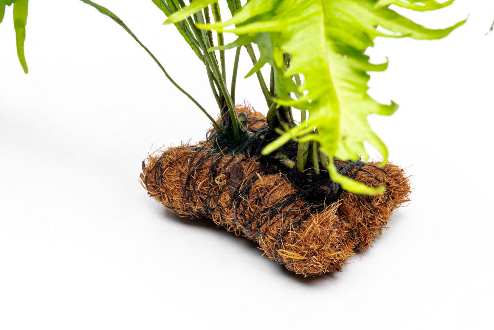 Microsorum Pteropus Sunrise Mat - Live Aquatic Java Fern Plant for Freshwater Aquariums | Perfect for Fish Tanks, Aquascaping & Low-Light Planted Aquariums