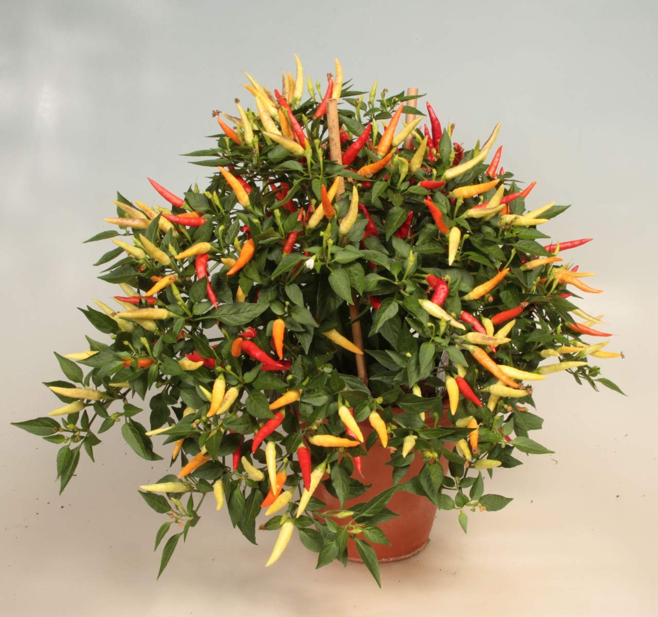 Non-GMO Heirloom Ornamental Hot Chili Pepper Seeds Mix - Home Garden Planting, Cooking & Decorative Use