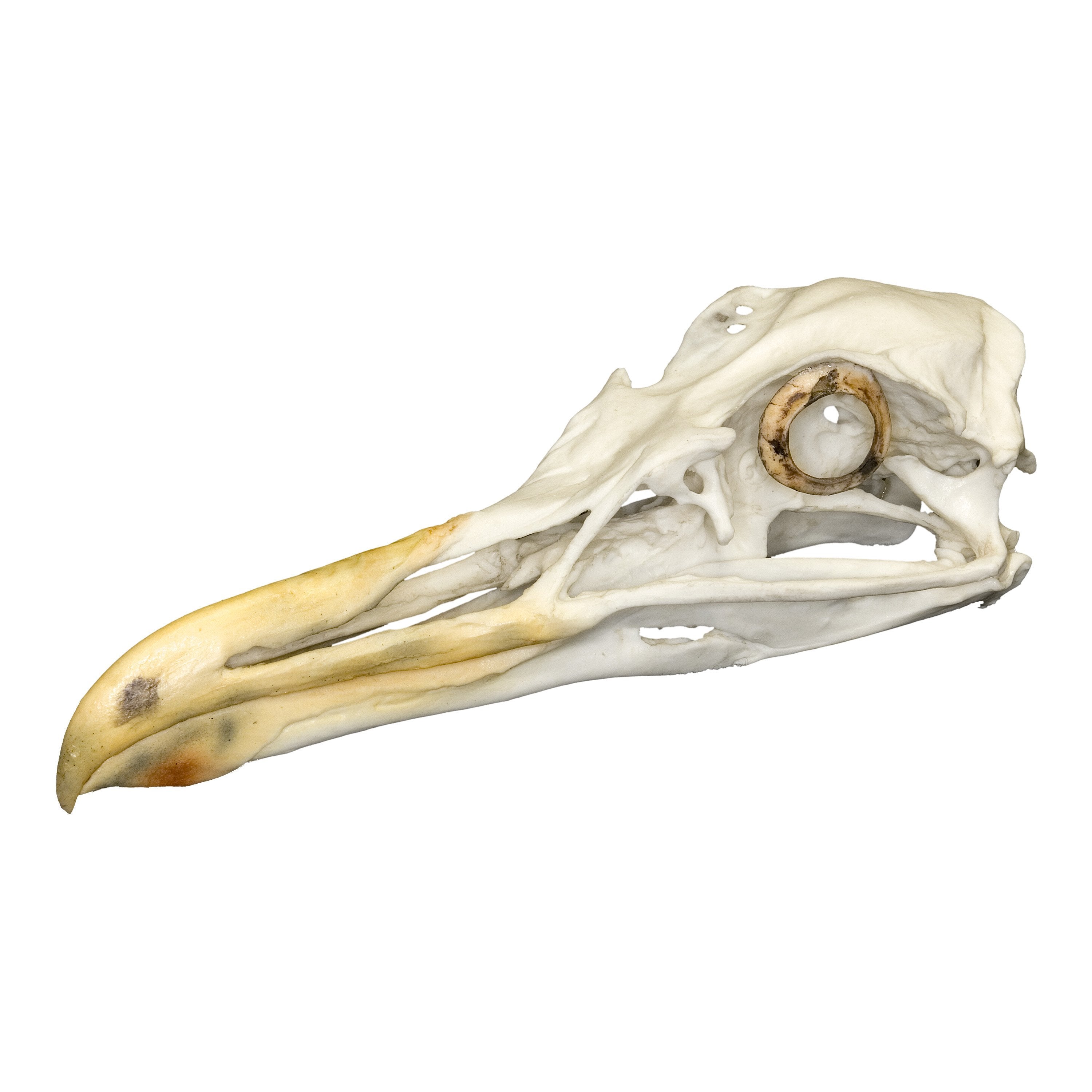 Authentic Replica Glaucous Gull Skull - Lifelike Bird Skull Model for Home Decor, Science Education & Gothic Collections | Perfect for Halloween, Taxidermy Displays & Biology Classrooms