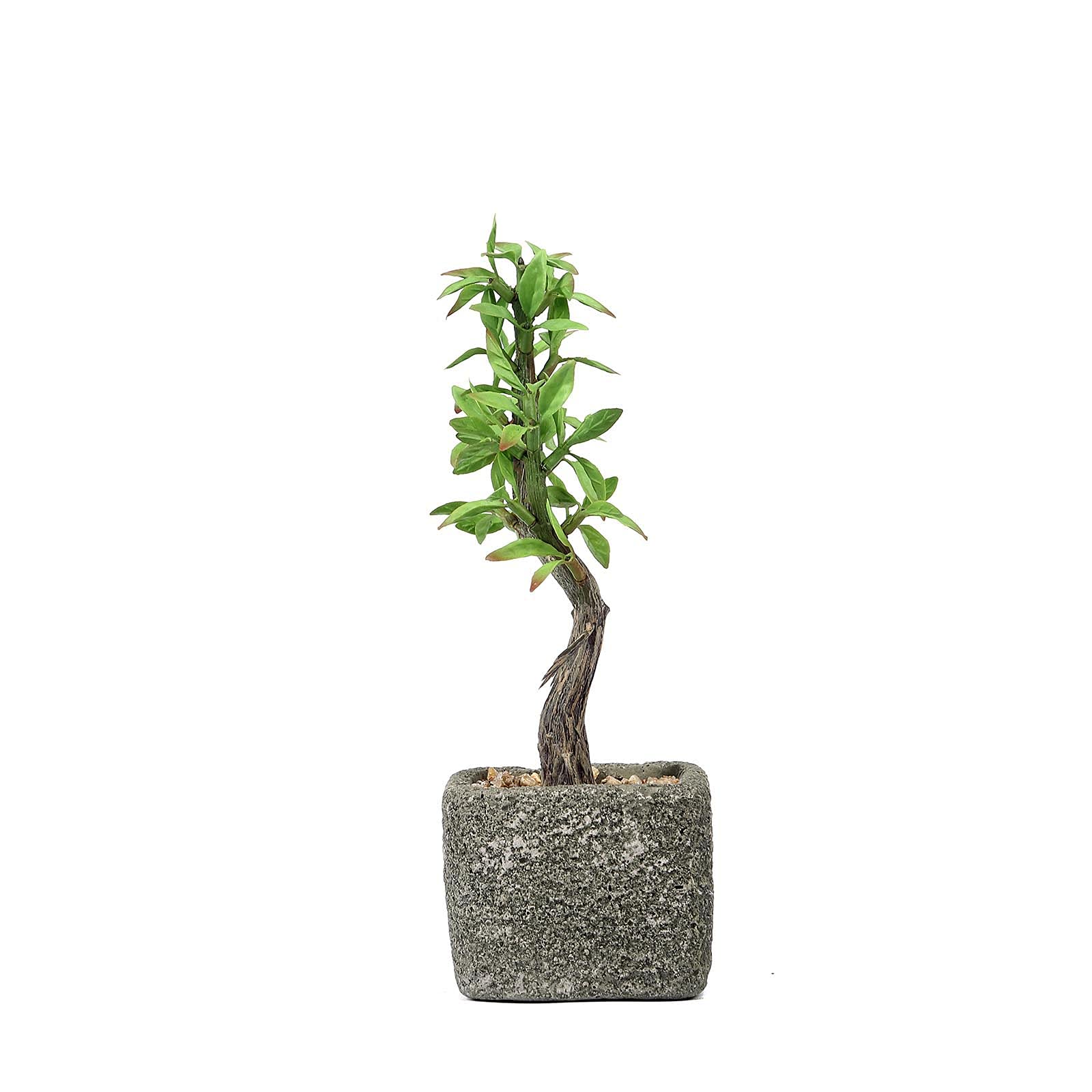 Realistic Fake Succulent Plants Set - Artificial Potted Succulents with Concrete Planter for Home Office Desk Decor, Wedding Centerpiece, and Indoor Greenery Decorations